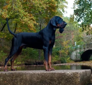 Black and Tan Coonhound: Quick Facts