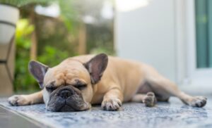 How to Raise a Calm Dog in a Busy Household