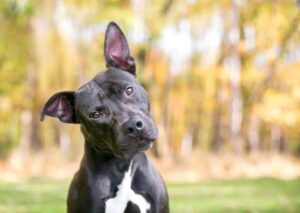 Why Your Dog Doesn’t Listen at Home (But Does Somewhere Else)