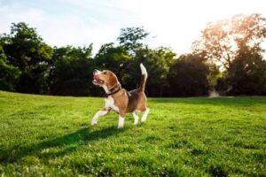 Fireworks Are Over. What’s Next for Your Dog?