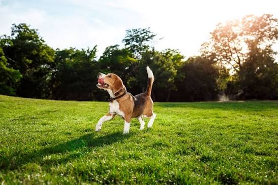 Fireworks Are Over. What’s Next for Your Dog?