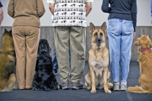 The Hidden Cost of Waiting Too Long to Train Your Dog