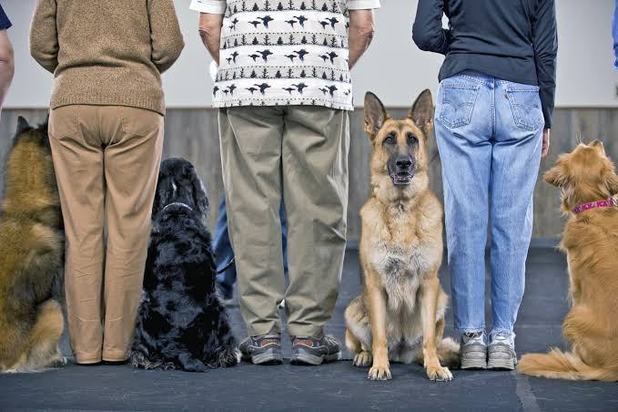 The Hidden Cost of Waiting Too Long to Train Your Dog