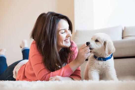 What Every Working Professional Should Know About Dog Training