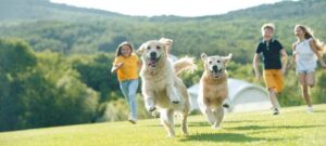 What Happens During a Professional Dog Training Evaluation or Strategy Call at Alaska Dog Works?