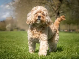 Cavapoos in Alaska: Building a Reliable Companion from Puppyhood