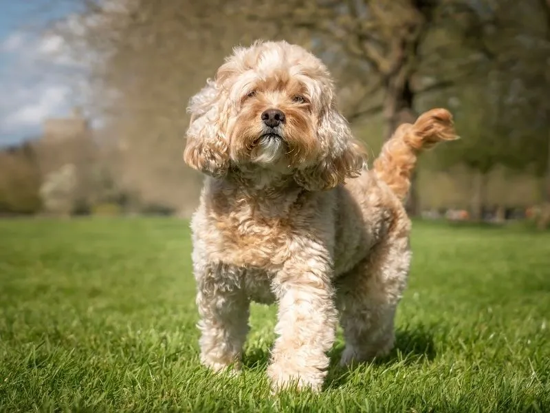 Cavapoos in Alaska: Building a Reliable Companion from Puppyhood