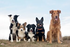 The Alaska Dog Works Approach: Why We Train Families, Not Just Dogs