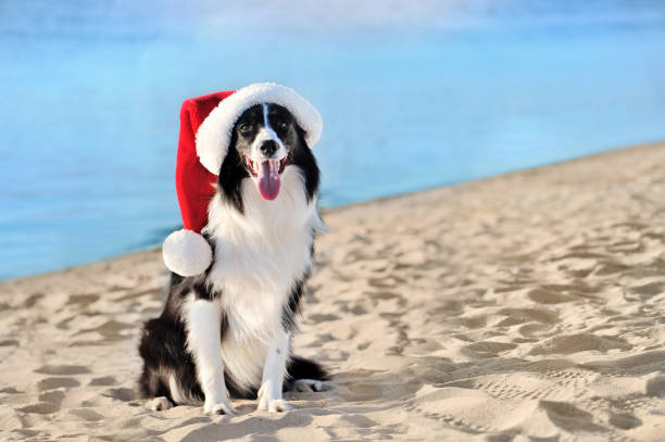 Christmas in July: Get Your Dog Holiday Ready