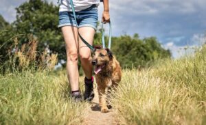 Loose Leash Walking: The Skill Every Dog Owner Wants