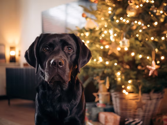 Christmas Is Only Five Months Away. Is Your Dog Ready?
