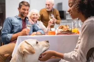 Five Skills Every Family Dog Should Know Before the Holidays