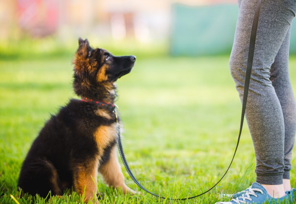 The Biggest Mistakes Busy Families Make When Raising a Puppy