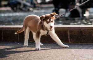 The Truth About “Stubborn” Dogs
