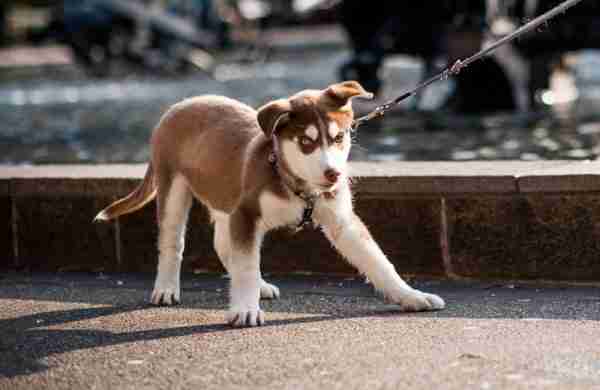 The Truth About “Stubborn” Dogs