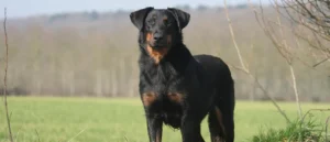 How to Train a Beauceron: Complete Working Dog Guide
