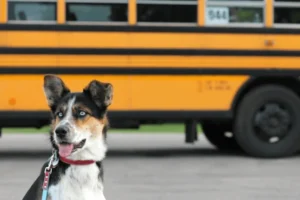 Back to School With a Dog: How to Prepare Your Dog for the New Routine