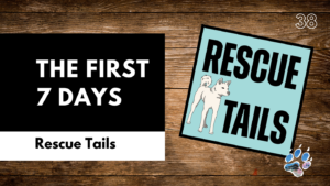 Bringing Home a Rescue Dog? How to Survive the First 7 Days