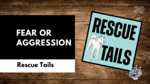 Is My Rescue Dog Aggressive or Just Scared? How to Tell the Difference