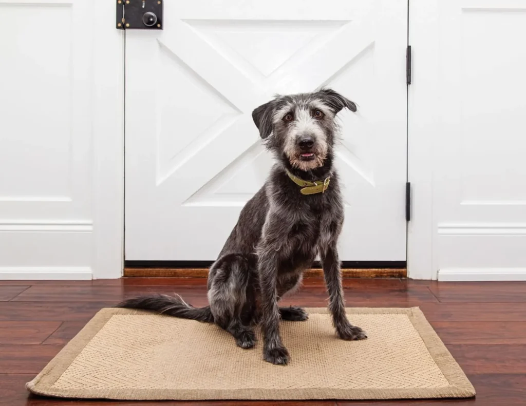 Owner waiting at a doorway while a dog sits before going outside