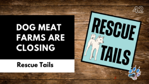 When Dog Meat Farms Close: The Rescue Crisis That Comes Next