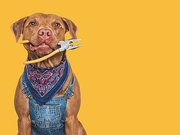 Keep Your Dog Safe This Labor Day