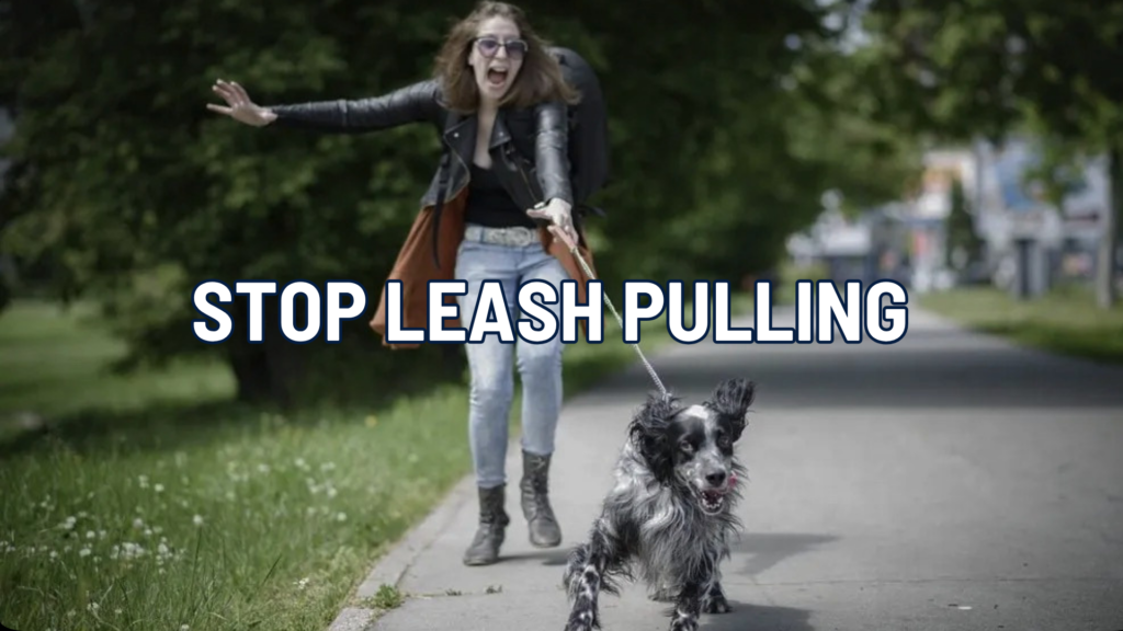 Stop Leash Pulling in Anchorage and the Mat-Su: What Lasts on Real Walks