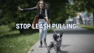 Stop Leash Pulling in Anchorage and the Mat-Su: What Lasts on Real Walks