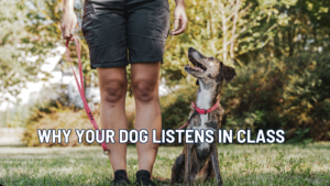 Why Class-Only Dog Training Fails Alaska Families