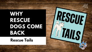 Why Rescue Dogs Get Returned and How to Prevent It | Rescue Tales