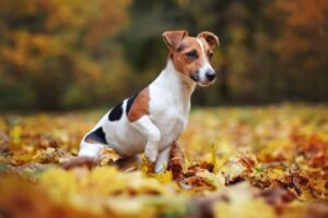 How to Train a Jack Russell Terrier: Complete Guide for High-Energy Dogs
