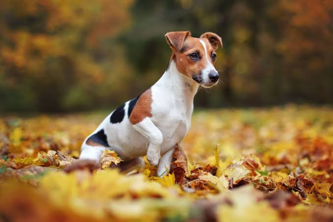 How to Train a Jack Russell Terrier: Complete Guide for High-Energy Dogs