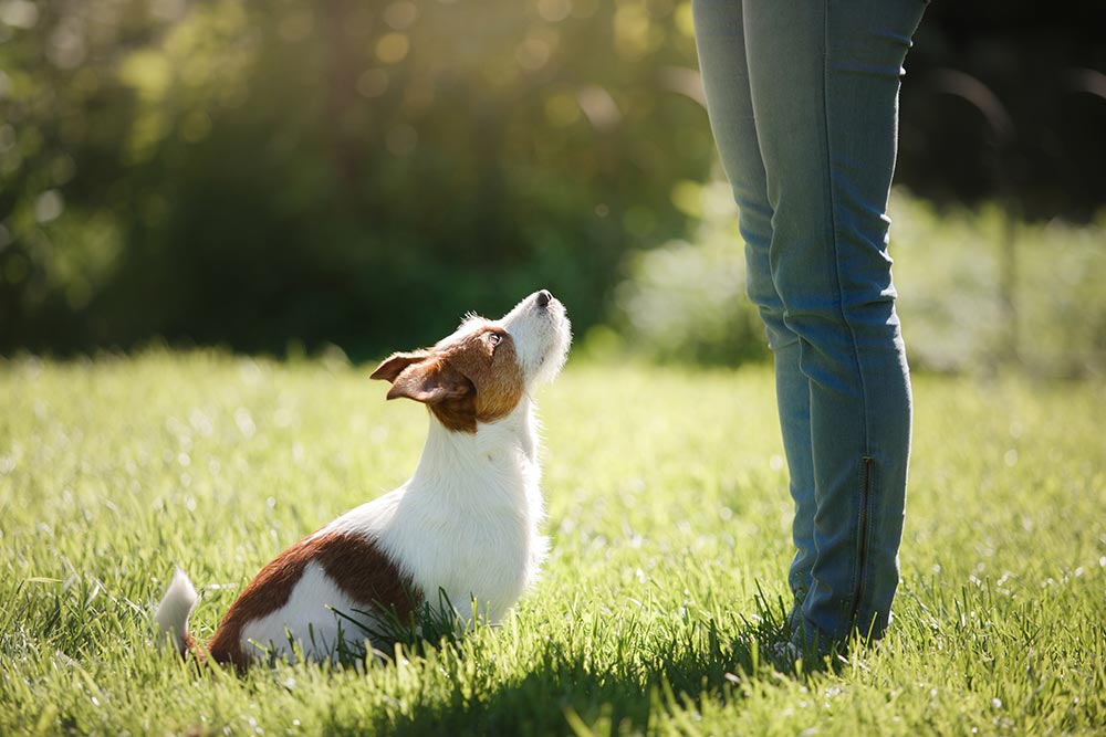 Common Dog Training Mistakes Owners Make
