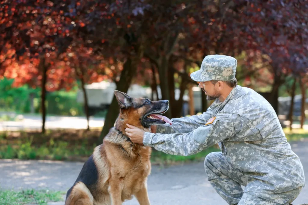 National Pets for Veterans Day: Honoring Service Through Partnership