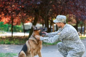National Pets for Veterans Day: Honoring Service Through Partnership