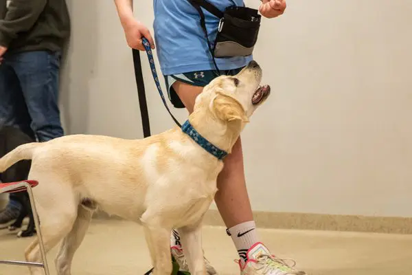 Rescue Dog Training: Building Confidence After Adoption
