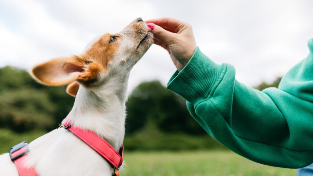The Truth About Positive Reinforcement Dog Training
