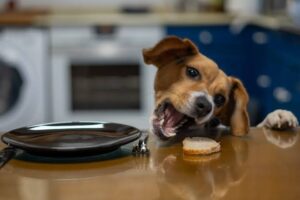 Table Manners and Counter Surfing: Surviving the Feast