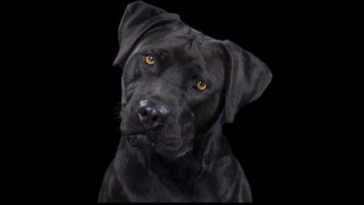 When Behavior Goes Dark: Why Dogs Act Out and How to Fix It | Paint It Black
