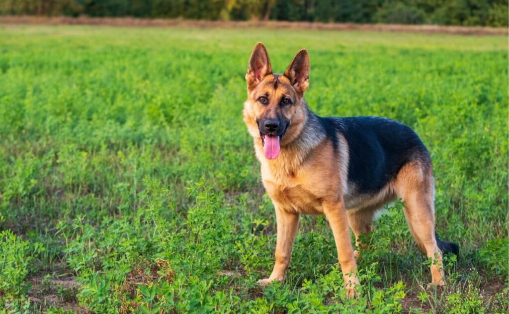 Why Your Dog Doesn’t Listen Outside