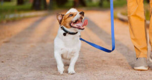 Loose Leash Walking: Stop Pulling Once and For All