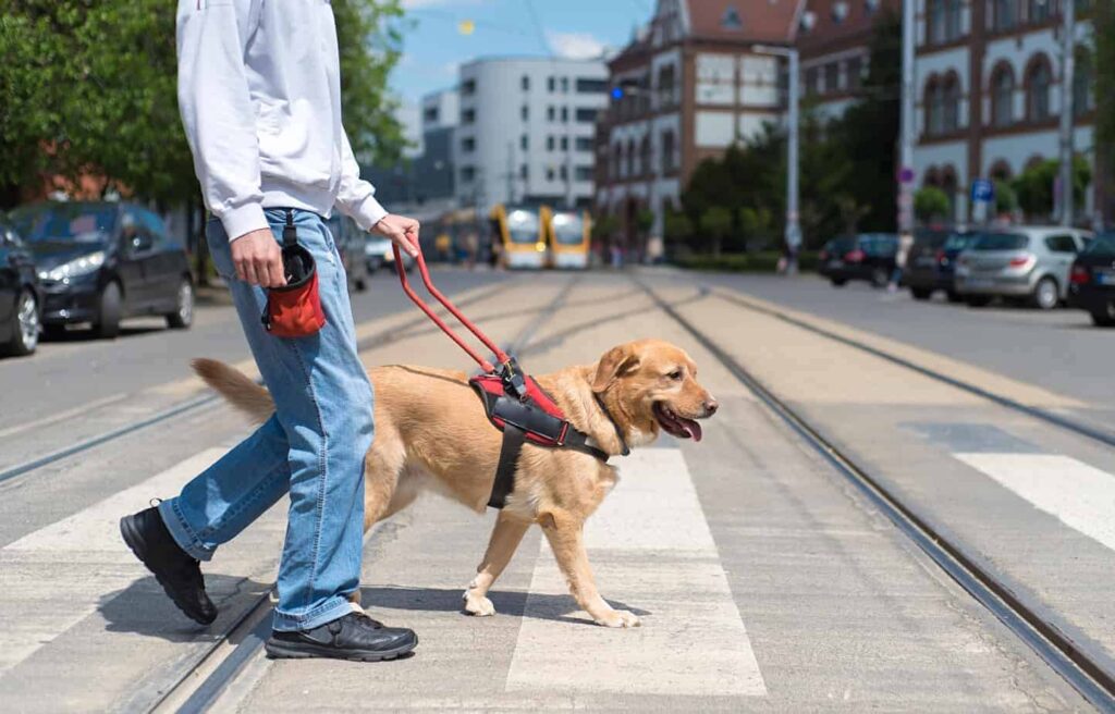 How to Prepare Your Dog for Public Access Training