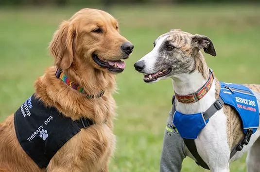 Therapy Dogs vs. Service Dogs: Understanding the Difference