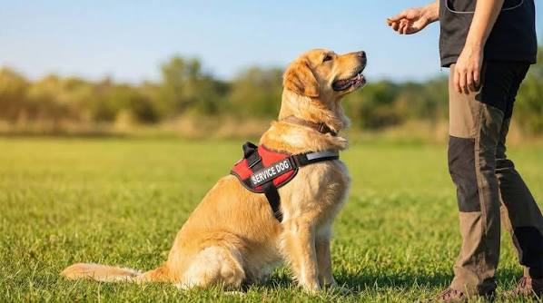 Service Dog Training: What It Really Takes